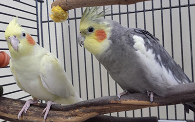 2 cockatiels