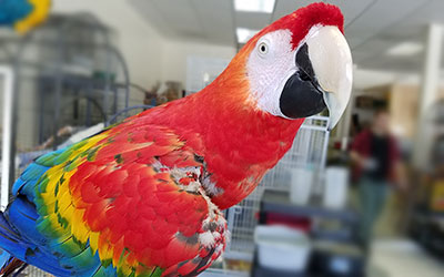 Scarlet Macaw