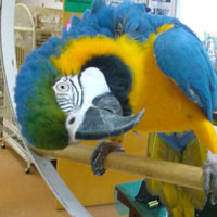 One of our blue and gold Macaws
